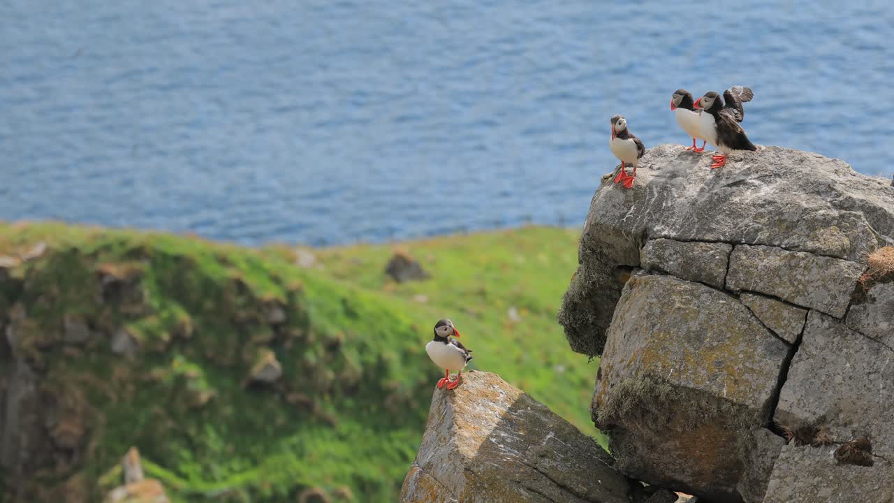 papagayo atlántico (fratercula arctica), en la roca de la isla de runde (noruega).