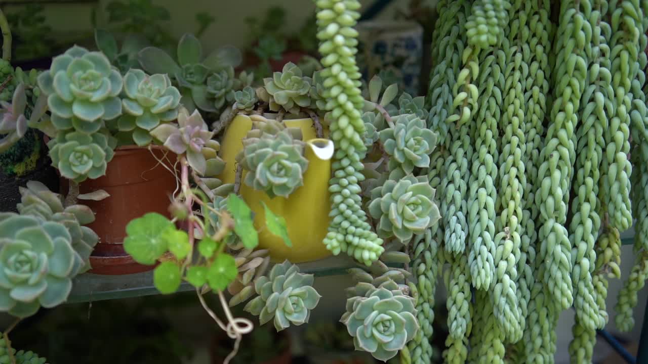 jardinería israelí