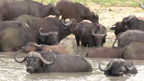 cape buffalo cool off in a river in south africa in this steady clip