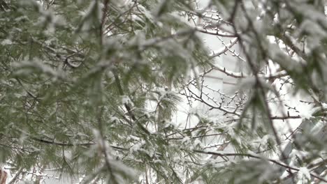 Nieve-Cayendo-De-Un-árbol-En-Cámara-Lenta