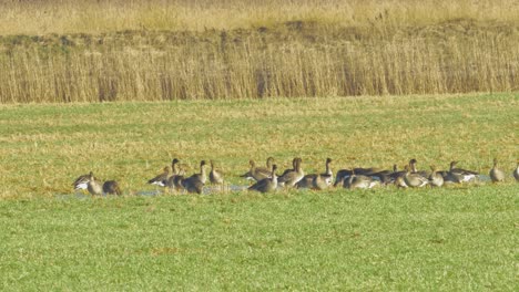 beautiful large flock of greylag goose breeding in the green agricultural field northern europe during migration season, sunny spring day, distant medium low angle shot