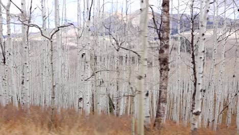 panning view from the side of large aspen forest with mountains in the background