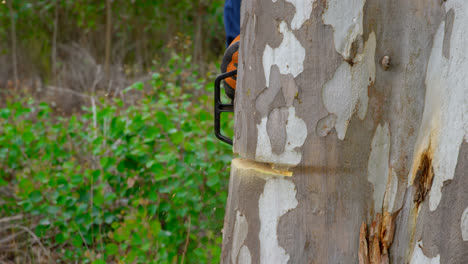 leñador cortando el tronco de un árbol en el bosque 4k