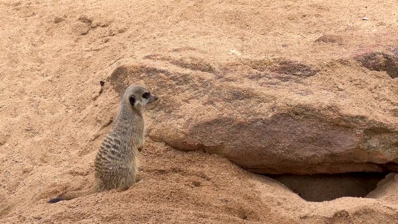 A meerkat stands alert on sand before moving toward a rocky burrow in Dubbo, Australia.