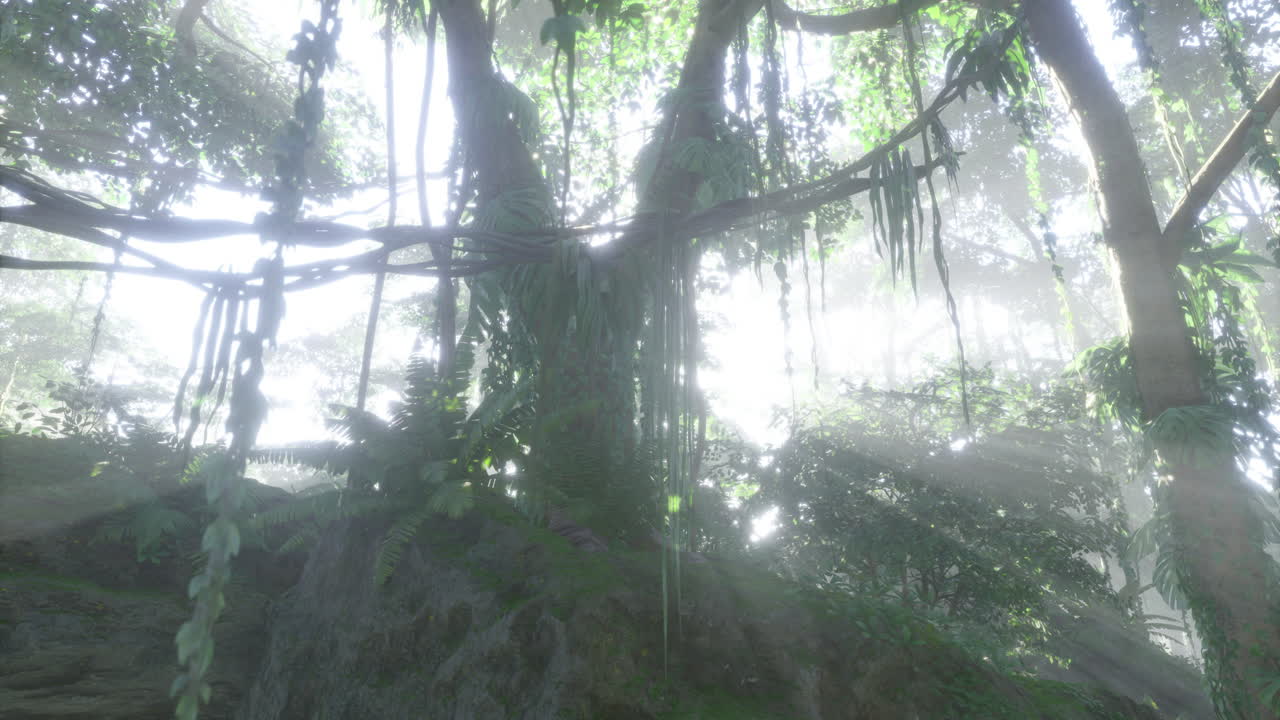 Lush rainforest bathed in soft sunlight creating a serene atmosphere