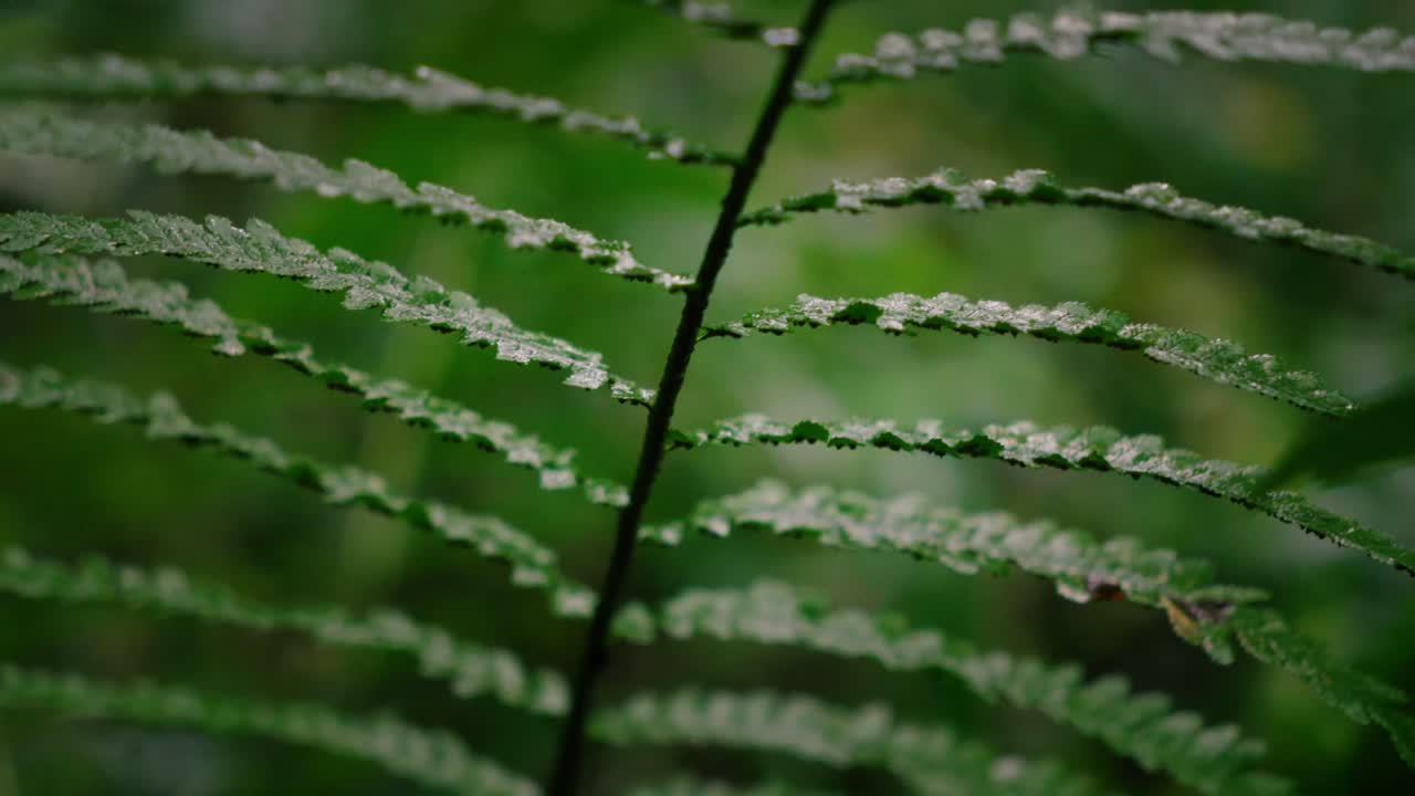 Slow panning along a fern leaf, macro bokeh, green, forest