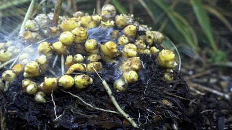 The-Delicate-Process-of-washing-off-dirt-from-Ginger-Harvesting-in-Full-Bloom-home-gardening