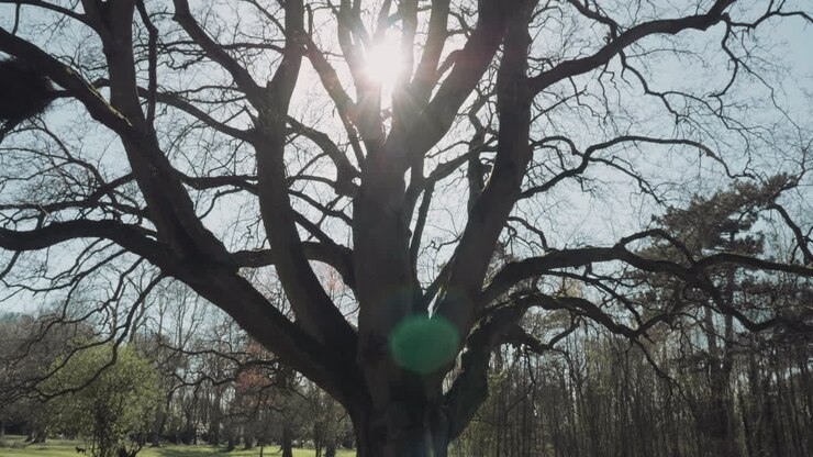 Sguardo verso l'alto su un enorme albero spoglio con rami estesi, al tramonto in un parco in primavera