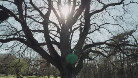 looking up into huge leafless tree with widespread branches during sunset in a park at springtime