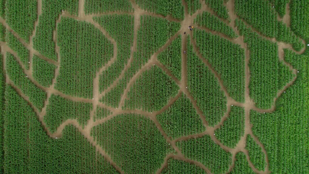 vista aérea de un pájaro teledirigido sobre un laberinto de maíz en una granja familiar durante el día
