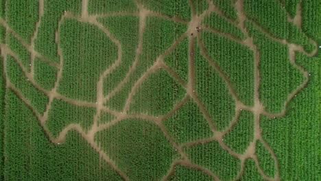 Vista-Aérea-De-Un-Pájaro-Teledirigido-Sobre-Un-Laberinto-De-Maíz-En-Una-Granja-Familiar-Durante-El-Día