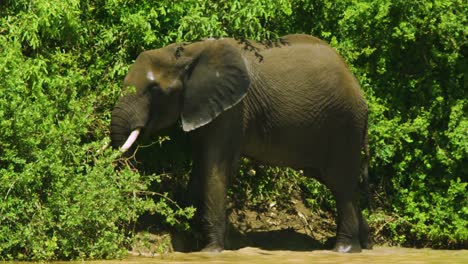 african elephant in the bush