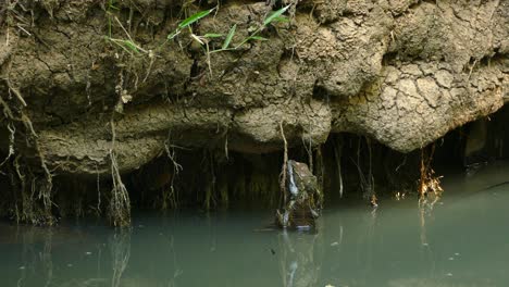 Common-basilisk-falling-into-water,-Panama-rainforest-tropical-jungle-wildlife