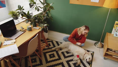 woman caring for injured golden retriever at home office