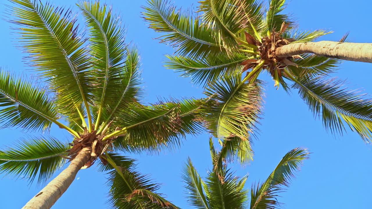 Towering palm trees against a bright blue sky with rustling leaves blown by a breeze. Rotating low angle. Medium shot