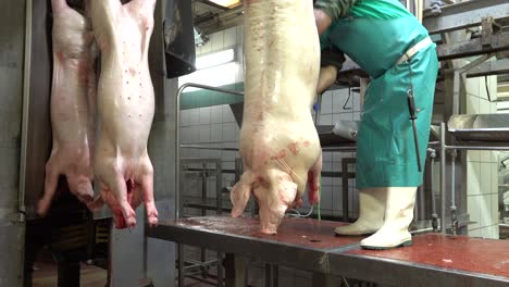 butcher removing guts from pigs in slaughterhouse chain meat industry