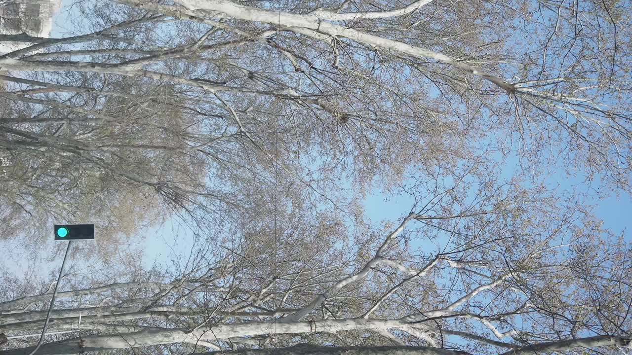 Looking up at trees and a traffic light
