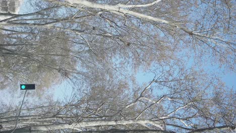 looking up at trees and a traffic light