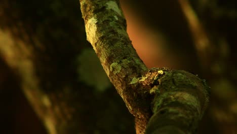 Tree-branch-in-forest-light-up-with-glittering-sunlight