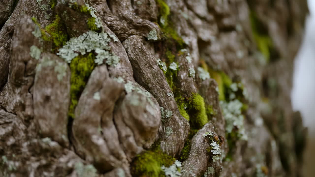 Corteccia d'albero texturizzata con muschio verde e licheni bianchi.