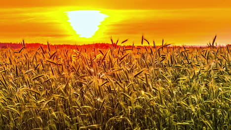 lapso de tiempo de un campo de trigo al atardecer