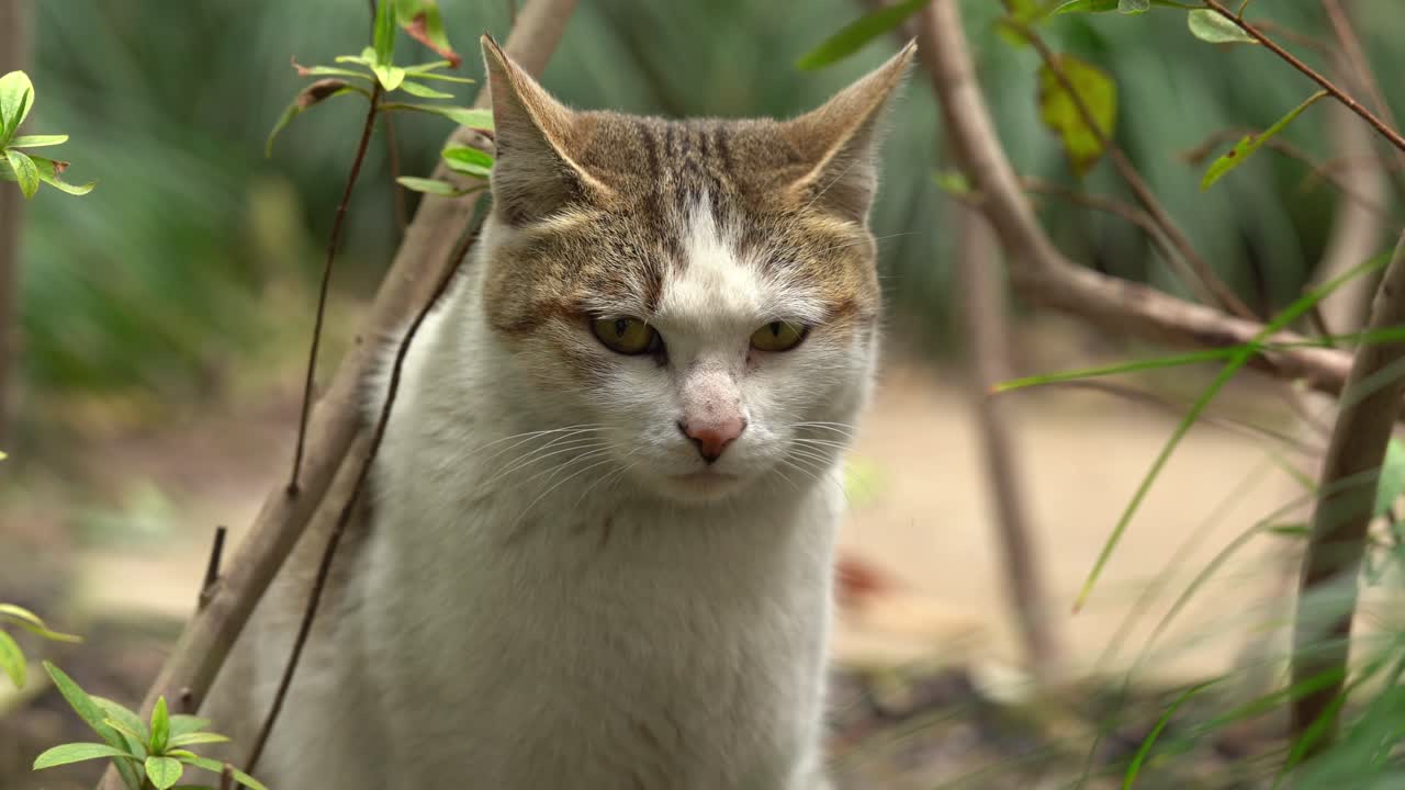 Un gatto bianco e tigrato siede tra rami e foglie verdi.