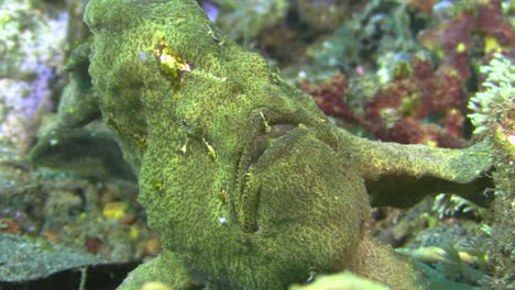 pez sapo gigante verde esperando inmóvil a que la presa se acerque, toma de primer plano que muestra todo el cuerpo, incluida una varilla delgada con un pequeño señuelo blanco