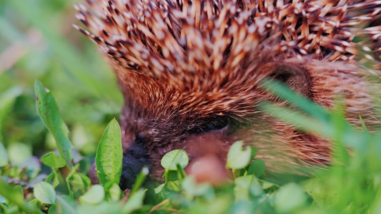 Hedgehog rests in grass lit by handheld camera after sunset – calm twilight, Latvia