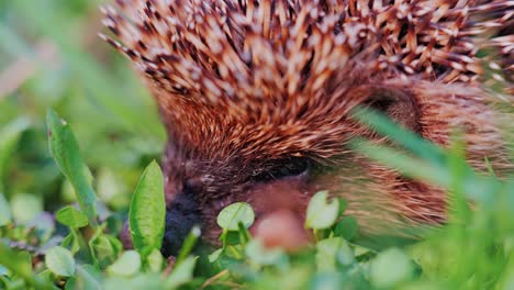hedgehog rests in grass lit by handheld camera after sunset – calm twilight, latvia