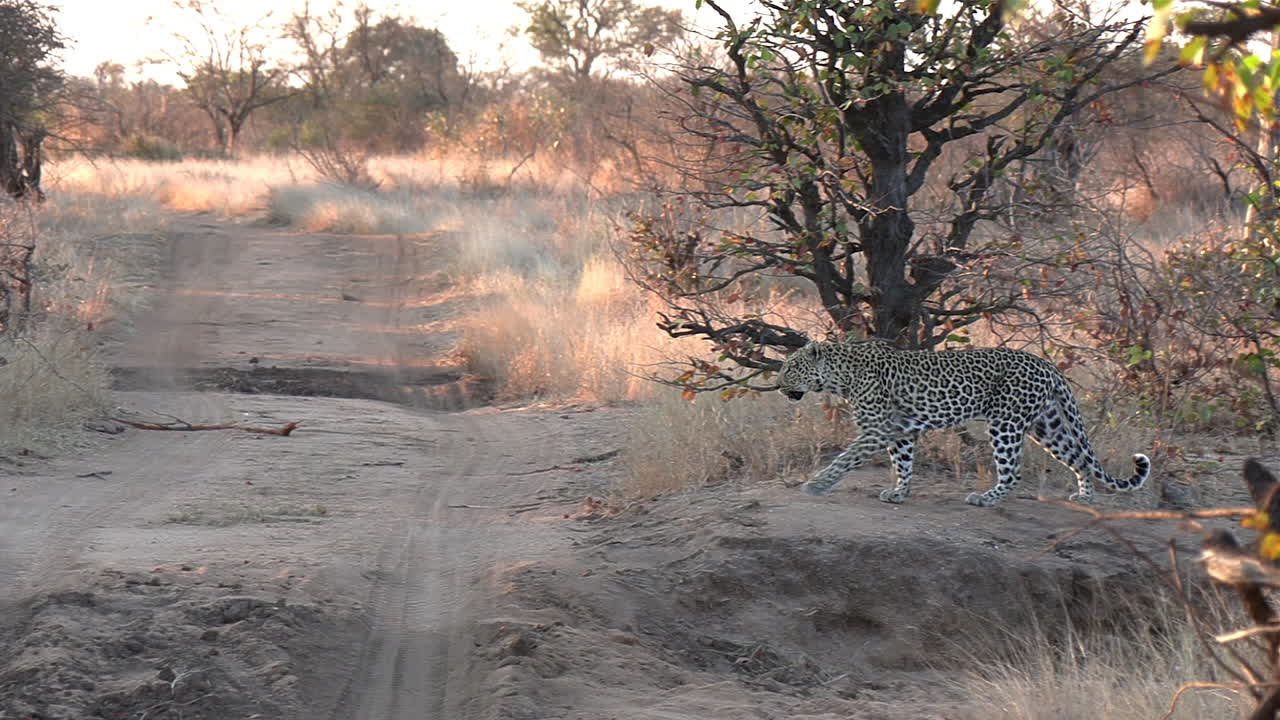 un leopardo cruza un pequeño camino de tierra en el parque nacional kruger en áfrica