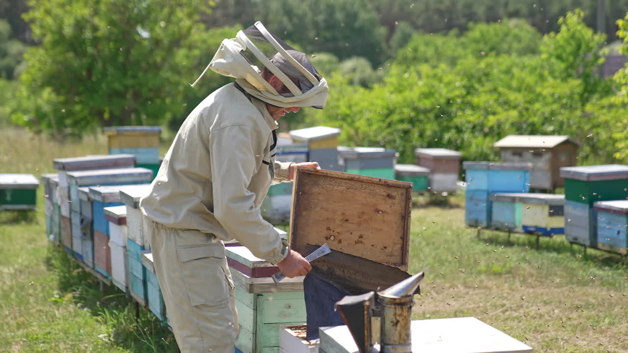 Work at apiary on sunny summer day. Two male beekeepers open beehives to check them. Hundreds of bees swarming around.