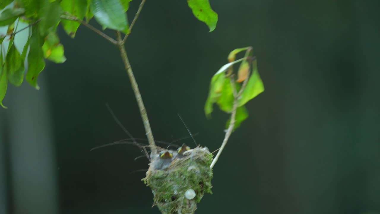 a mother Black-naped monarch bird is visiting her children in her nest