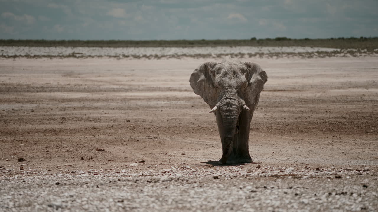 Elephant in a Dry African Landscape