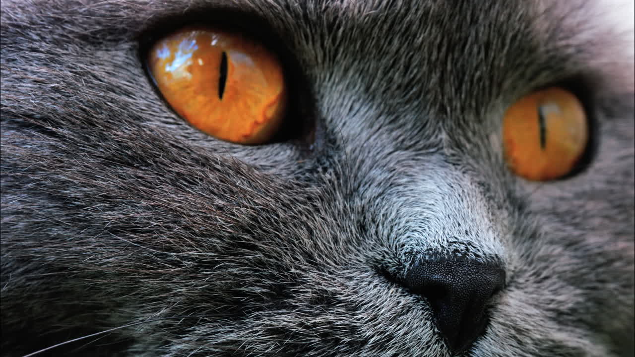 Close up of a Scottish Fold cat with orange eyes resting with a blurred background