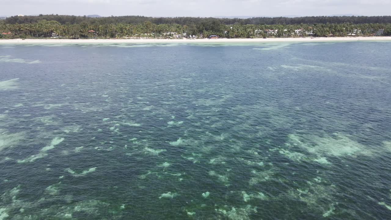 vista aérea del océano turquesa con algas y corales en el fondo