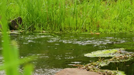 green river with lush grass banks
