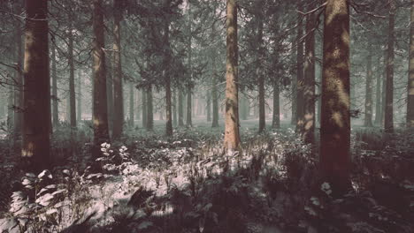 mágico y brumoso bosque de abetos de la mañana