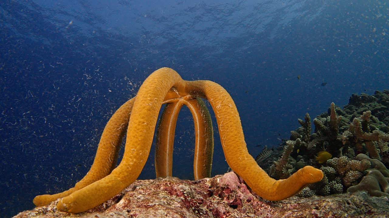水面が見える、リンカイヒトデのオスの産卵。タイのアンダマン海で撮影。