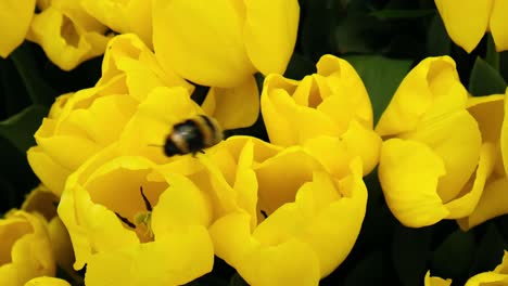 a bumble bee is collecting pollen from yellow tulips in super slow motion