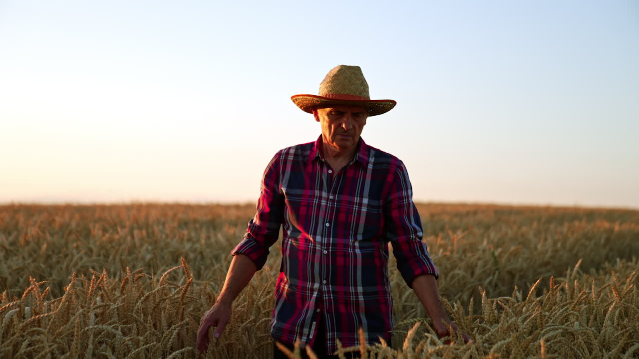 Old-aged man in a hat walks by the field up to his waist. Skilled farmer strokes ears of corn and then pick one. Sunset at backdrop.