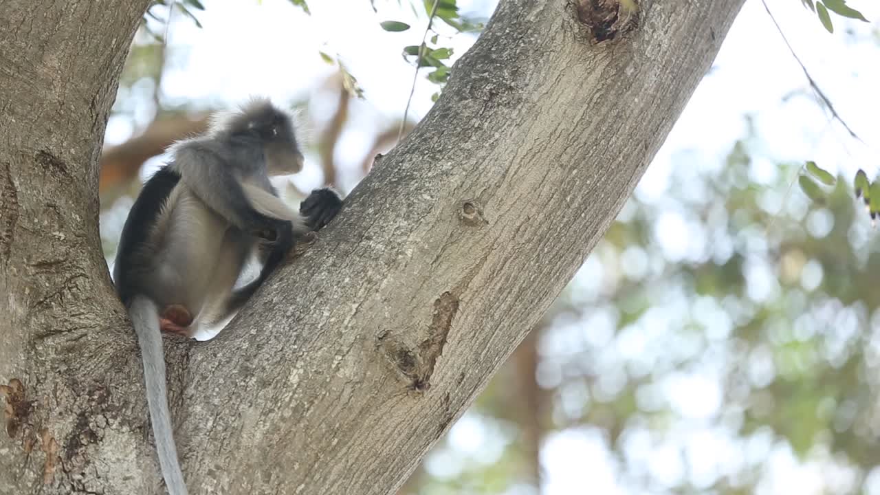 imágenes de gibones disfrutando de sus vidas en el árbol