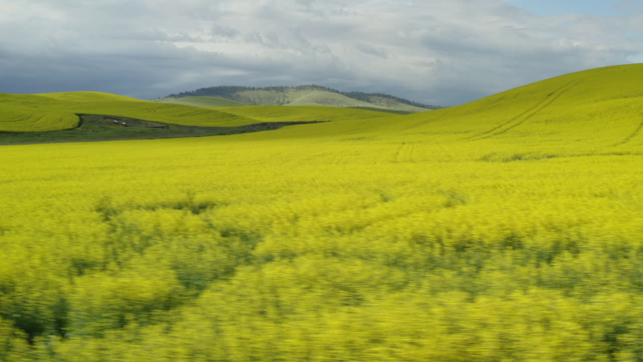 노란색 카놀라 꽃이 만발한 팔루즈의 아름다운 언덕, 공중