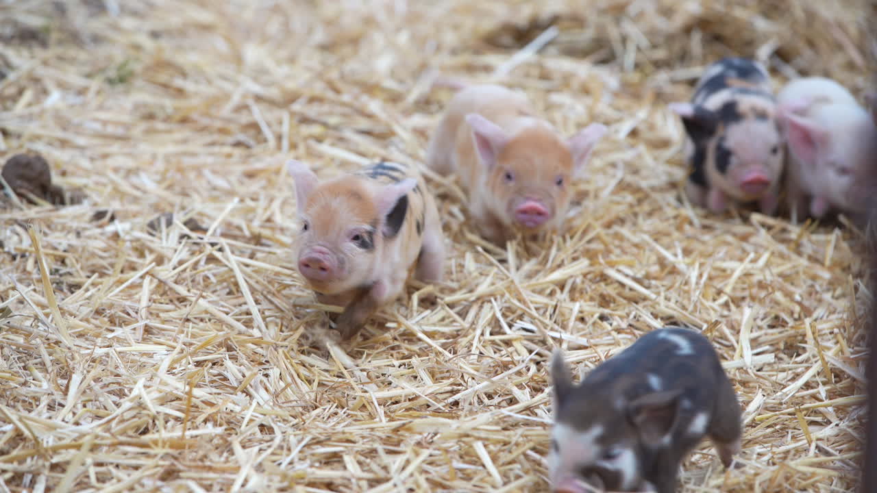 hungry baby pigs follow momma pig
