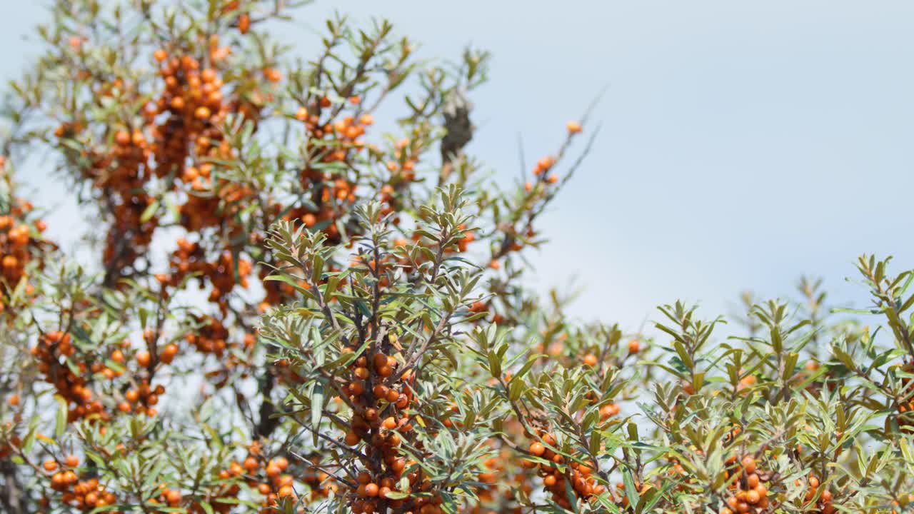 Close-up of sea buckthorn berries on shrub, natural daylight, slight camera movement, sandy dunes