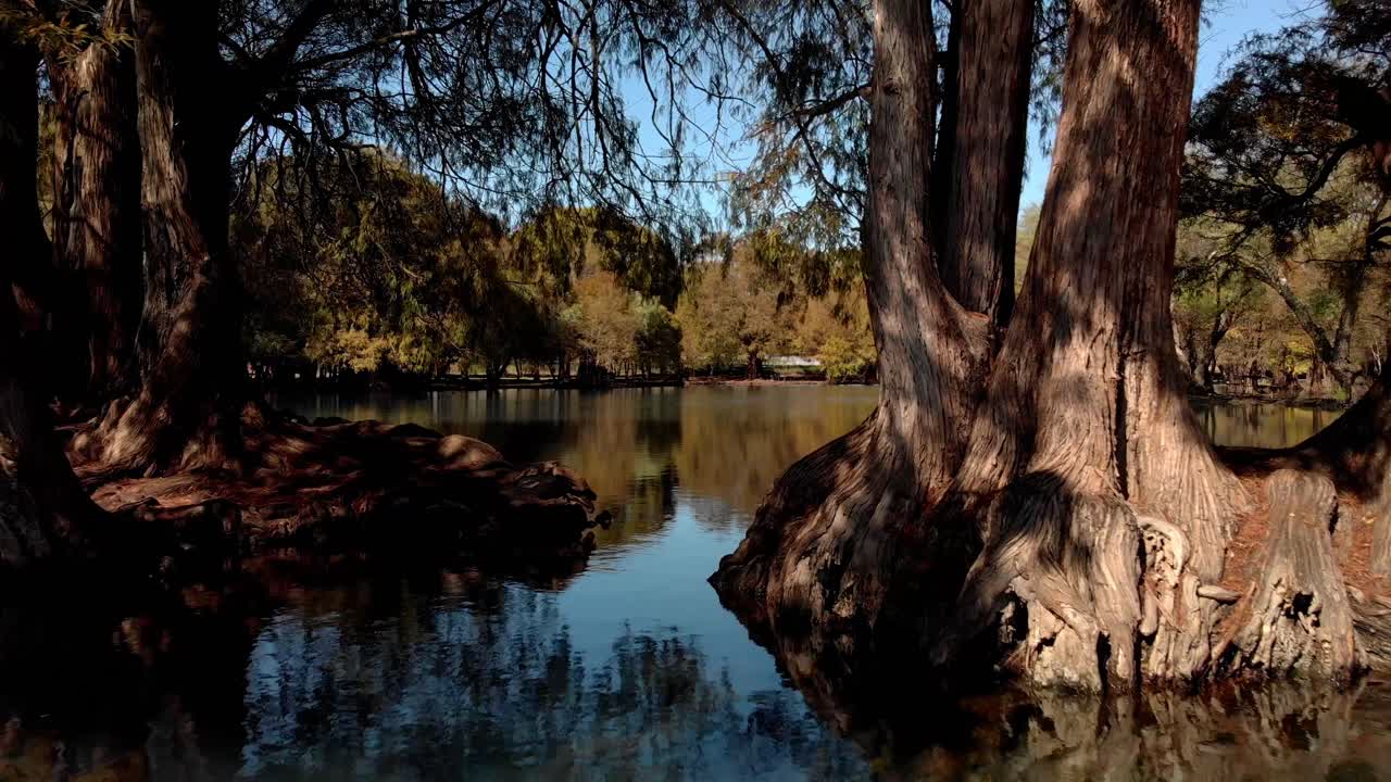 LOW ALTITUDE DOLY IN DRONE SHOT OF A TREE IN A MIDLE OF CAMECUARO LAKE IN MICHOACAN