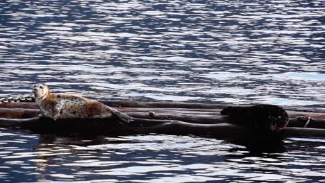 focas moteadas descansan sobre tablas de madera en la costa, posibilidad remota