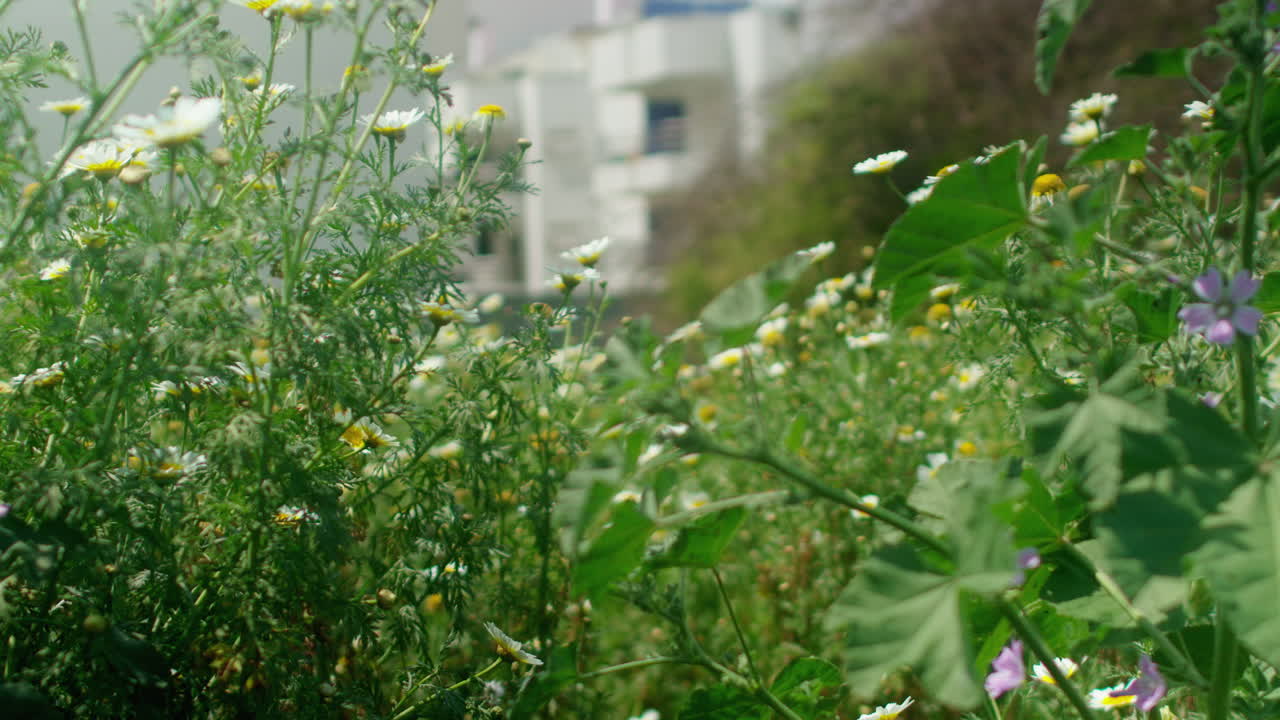 Pulling focus over some plants.