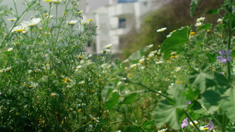 pulling focus over some plants.