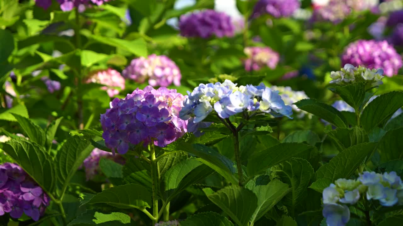 Super slow motion slider over beautiful hydrangea flowers in full bloom