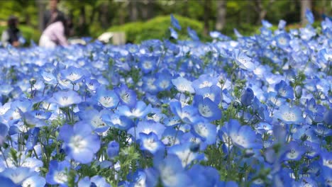 pole niebieskiego kwiatu nemophila w ogrodzie parku hibiya - tokio, japonia latem wiosenny dzień w słońcu - 4k uhd materiał filmowy krótki